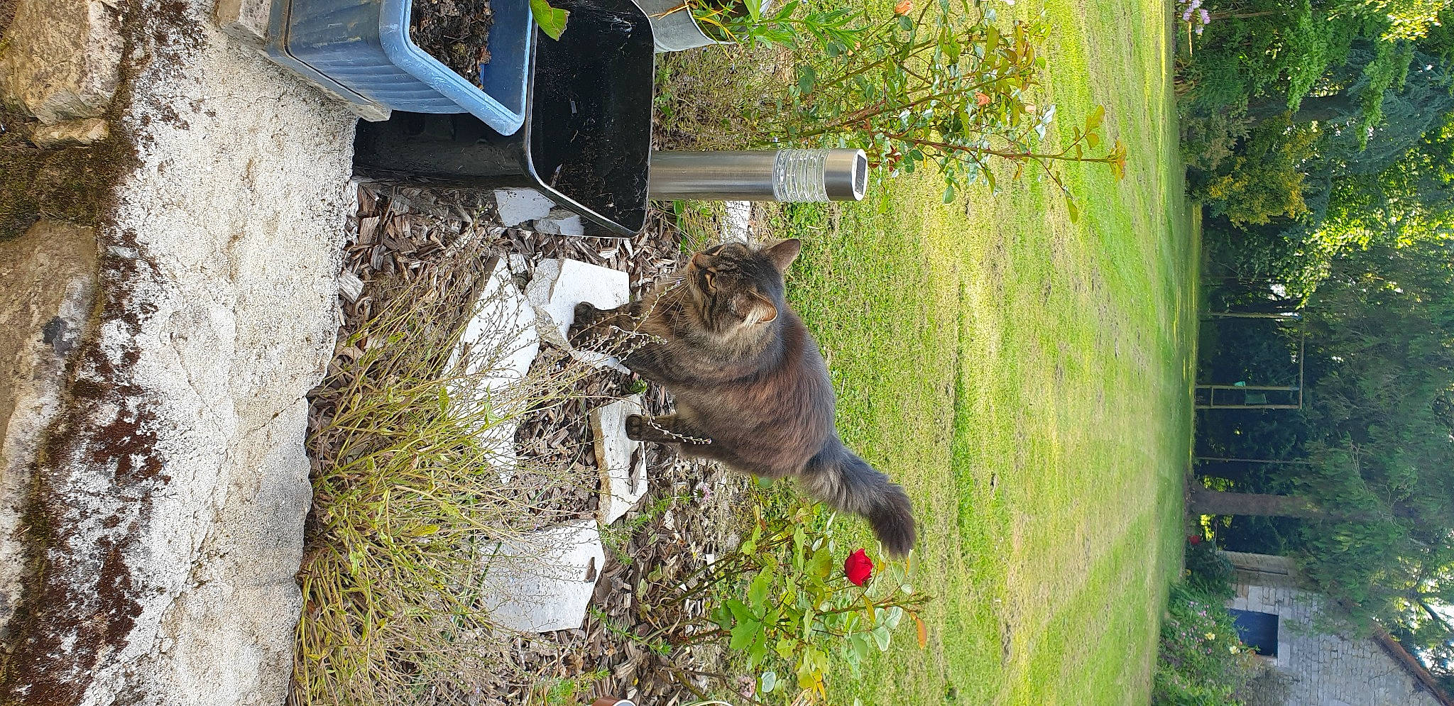 Croquette participe au concours pour gagner de l'argent avec cette photo : art, canidae, carnivore, cat, dog_breed, domestic_short_haired_cat, felidae, fur, grass, plant, shrub, small_to_medium_sized_cats, snout, sporting_group, tail, terrestrial_animal, tree, trunk, whiskers, wood