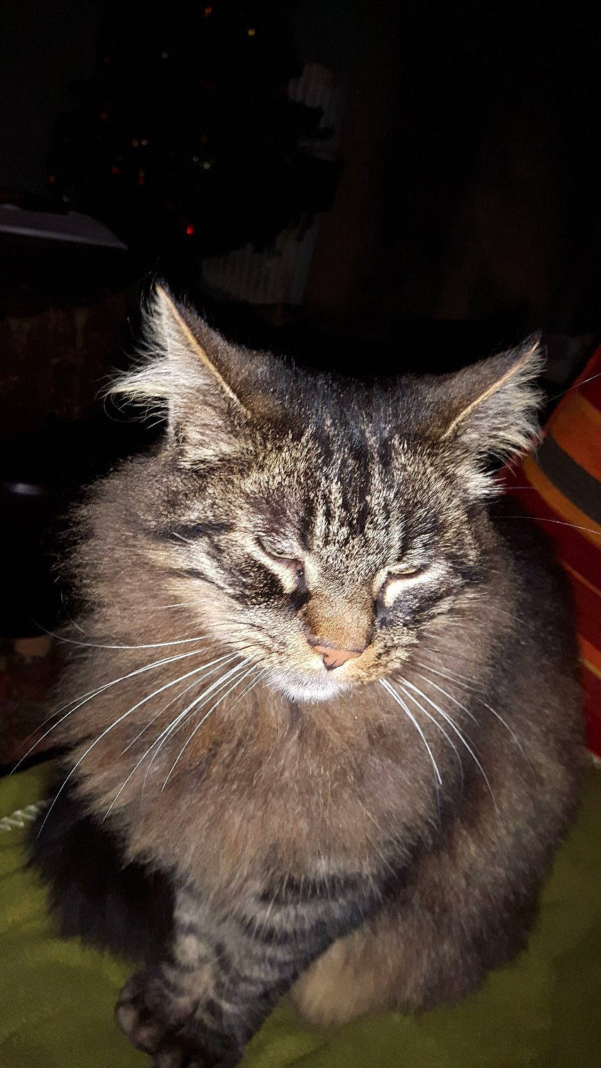 Croquette participe au concours pour gagner de l'argent avec cette photo : carnivore, cat, darkness, domestic_short_haired_cat, felidae, fur, grass, maine_coon, small_to_medium_sized_cats, snout, tail, terrestrial_animal, whiskers, wildlife