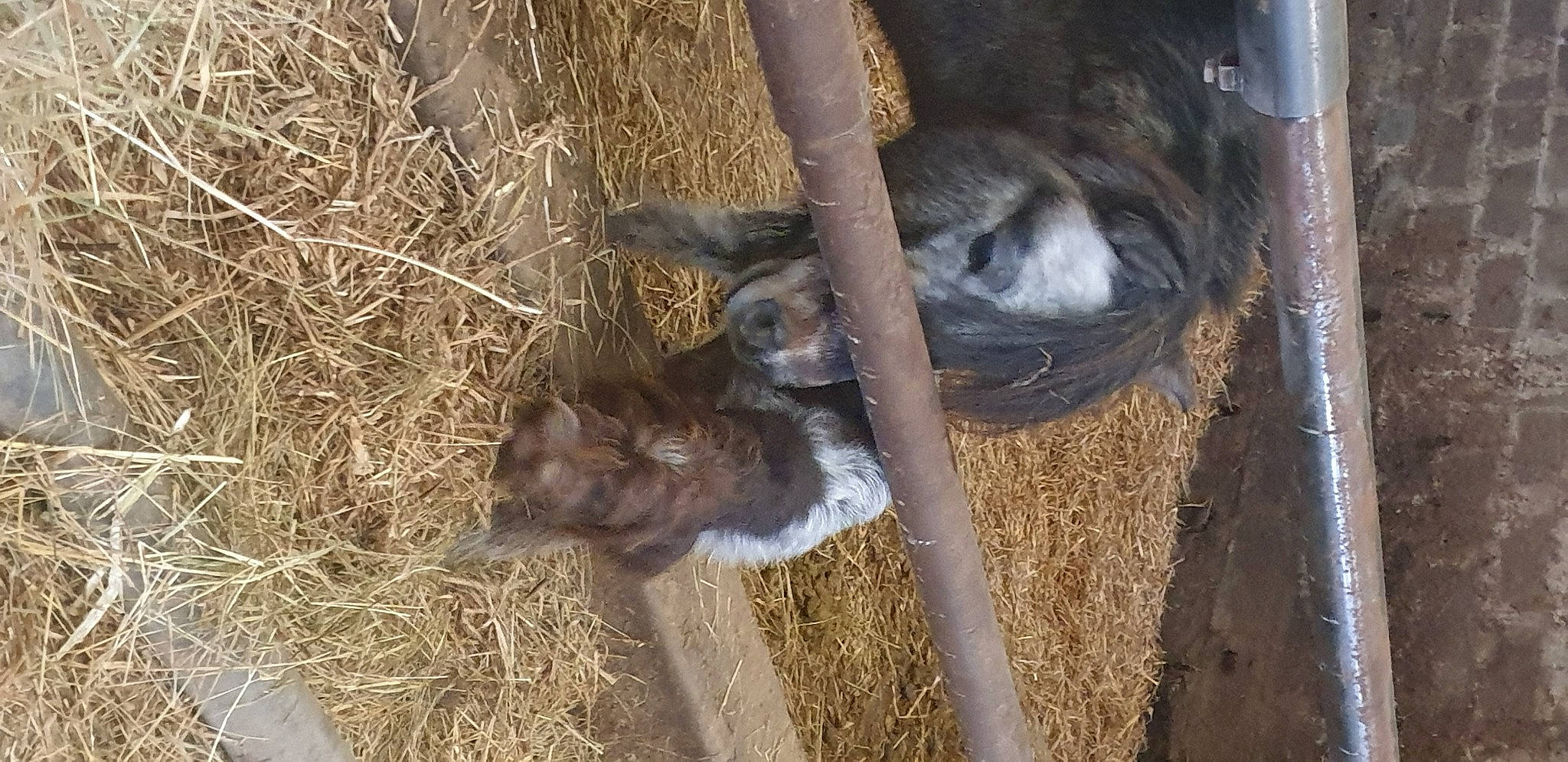 Suzie participe au concours pour gagner de l'argent avec cette photo : animal_feed, animal_shelter, canidae, dog_breed, fawn, fur, grass, hay, livestock, pet_supply, snout, soil, sporting_group, straw, tail, terrestrial_animal, wildlife, wood, working_animal, zoo