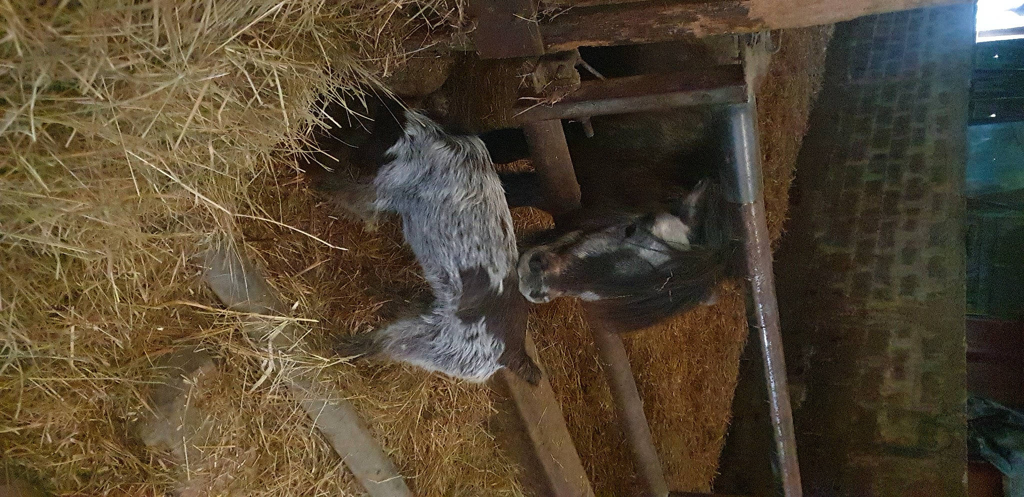Suzie a rejoint le concours — aidez-le/la à gagner de superbes lots ! beak, bird, bird_nest, bird_of_prey, falconiformes, feather, fur, metal, natural_material, nest, perching_bird, poultry, soil, straw, twig, water_bird, wildlife, wing, wood