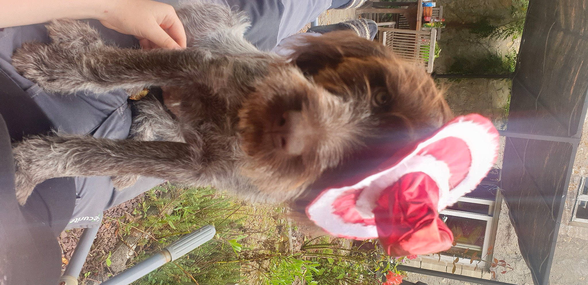 Suzie a rejoint le concours — aidez-le/la à gagner de superbes lots ! canidae, carnivore, claw, companion_dog, dog, dog_breed, fawn, felidae, fur, grass, kitchen_utensil, liver, paw, plant, small_to_medium_sized_cats, snout, sporting_group, tail, whiskers, working_animal