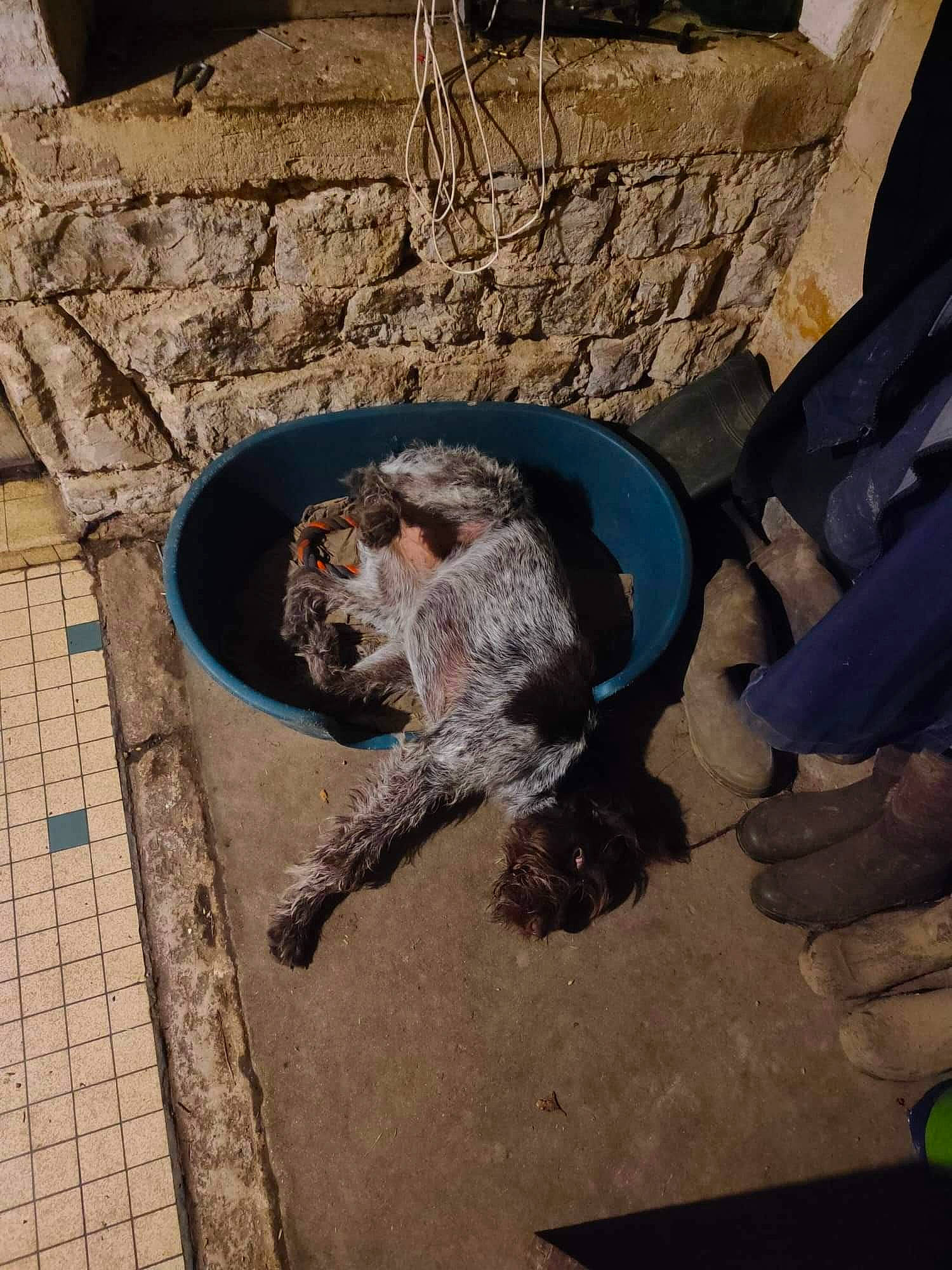 Suzie a rejoint le concours — aidez-le/la à gagner de superbes lots ! art, brick, brickwork, carnivore, concrete, dog_breed, gas, marine_mammal, metal, road_surface, rock, sculpture, snout, soil, sporting_group, tail, terrestrial_animal, water