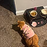 Homegirl Hazel is registered to the contest to win money with this photo: animal, carpet, cat, cat_food, cute, daisy_pattern, domestic, electrical_outlet, feeding_station, feline, floor, indoor, orange_cat, pet, pet_clothing, pink, sweater, walking, wall, water_bowl