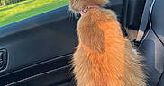 Homegirl Hazel joined the competition — help win amazing prizes! animal, car_interior, car_seat, cat, collar, daylight, domestic_animal, feline, fluffy, greenery, house, looking_out, orange_cat, pet, seatbelt, suburban, sunlight, trees, vehicle, window