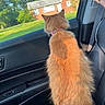 animal, car_interior, car_seat, cat, collar, daylight, domestic_animal, feline, fluffy, greenery, house, looking_out, orange_cat, pet, seatbelt, suburban, sunlight, trees, vehicle, window