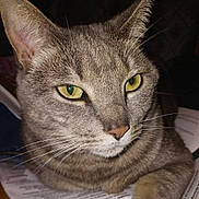 Millie is registered to the contest to win money with this photo: animal, cat, close_up, cute, domestic_cat, ears, eyes, face, feline, fur, gray_tabby, indoor, muzzle, papers, pet, portrait, relaxed, resting, whiskers, yellow_eyes