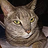 animal, cat, close_up, cute, domestic_cat, ears, eyes, face, feline, fur, gray_tabby, indoor, muzzle, papers, pet, portrait, relaxed, resting, whiskers, yellow_eyes