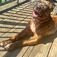Sosa joined the competition — help win amazing prizes! dog, brindle, smiling, sunlight, wooden_deck, outdoor, pet, collar, shadow, happy, canine, animal, tongue, paw, daylight, fence, playful, relaxed, nature, summer