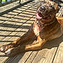 dog, brindle, smiling, sunlight, wooden_deck, outdoor, pet, collar, shadow, happy, canine, animal, tongue, paw, daylight, fence, playful, relaxed, nature, summer
