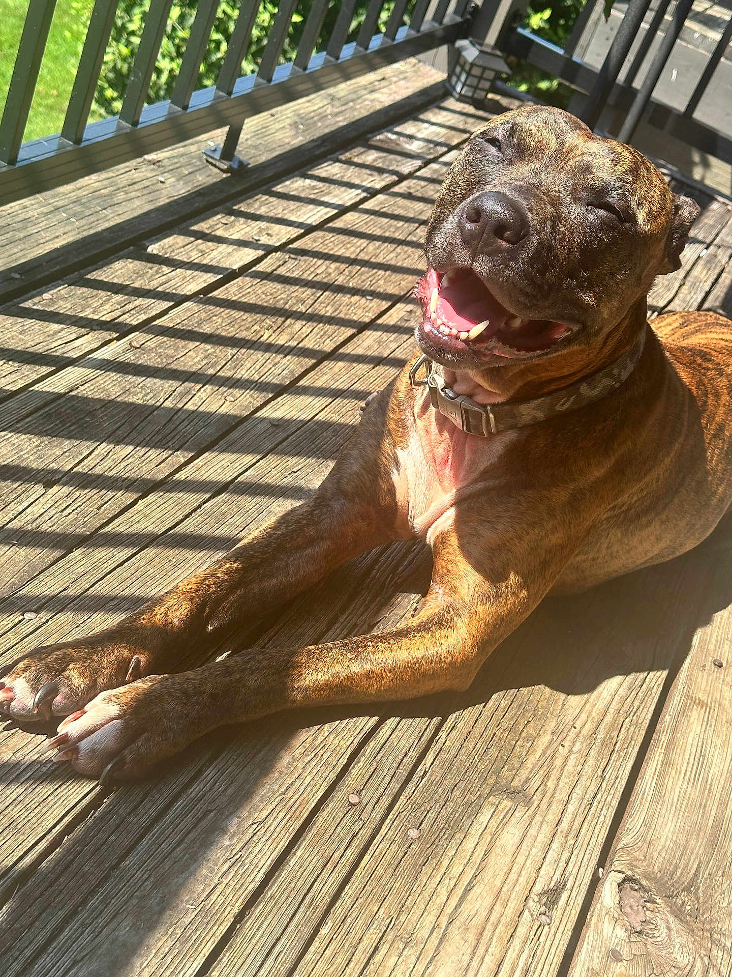 Sosa joined the competition — help win amazing prizes! dog, brindle, smiling, sunlight, wooden_deck, outdoor, pet, collar, shadow, happy, canine, animal, tongue, paw, daylight, fence, playful, relaxed, nature, summer