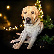 Murdaugh is registered to the contest to win money with this photo: dog, labrador, pet, animal, christmas_tree, holiday_lights, festive, indoor, cute, sitting, portrait, decorations, warm_lighting, christmas, celebration, canine, fur, companion, friendly, calm