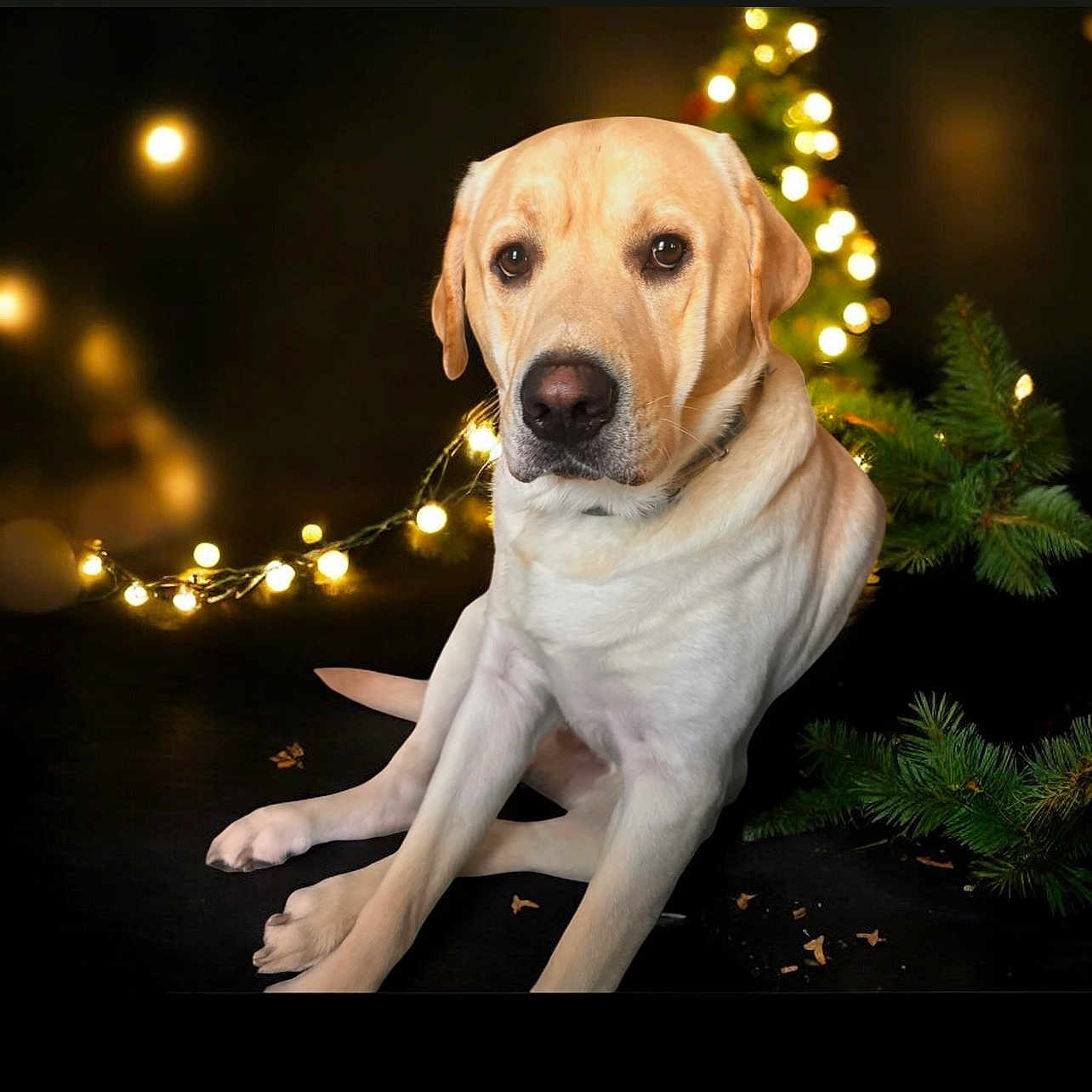 Murdaugh is registered to the contest to win money with this photo: animal, calm, canine, celebration, christmas, christmas_tree, companion, cute, decorations, dog, festive, friendly, fur, holiday_lights, indoor, labrador, pet, portrait, sitting, warm_lighting