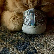Popcorn joined the competition — help win amazing prizes! animal, carpet, cat, close_up, cozy, cute, fluffy, fur, glitter, humorous, indoor, kitten, orange_cat, paws, pet, resting, shoe, sleeping, sleepy, sneaker
