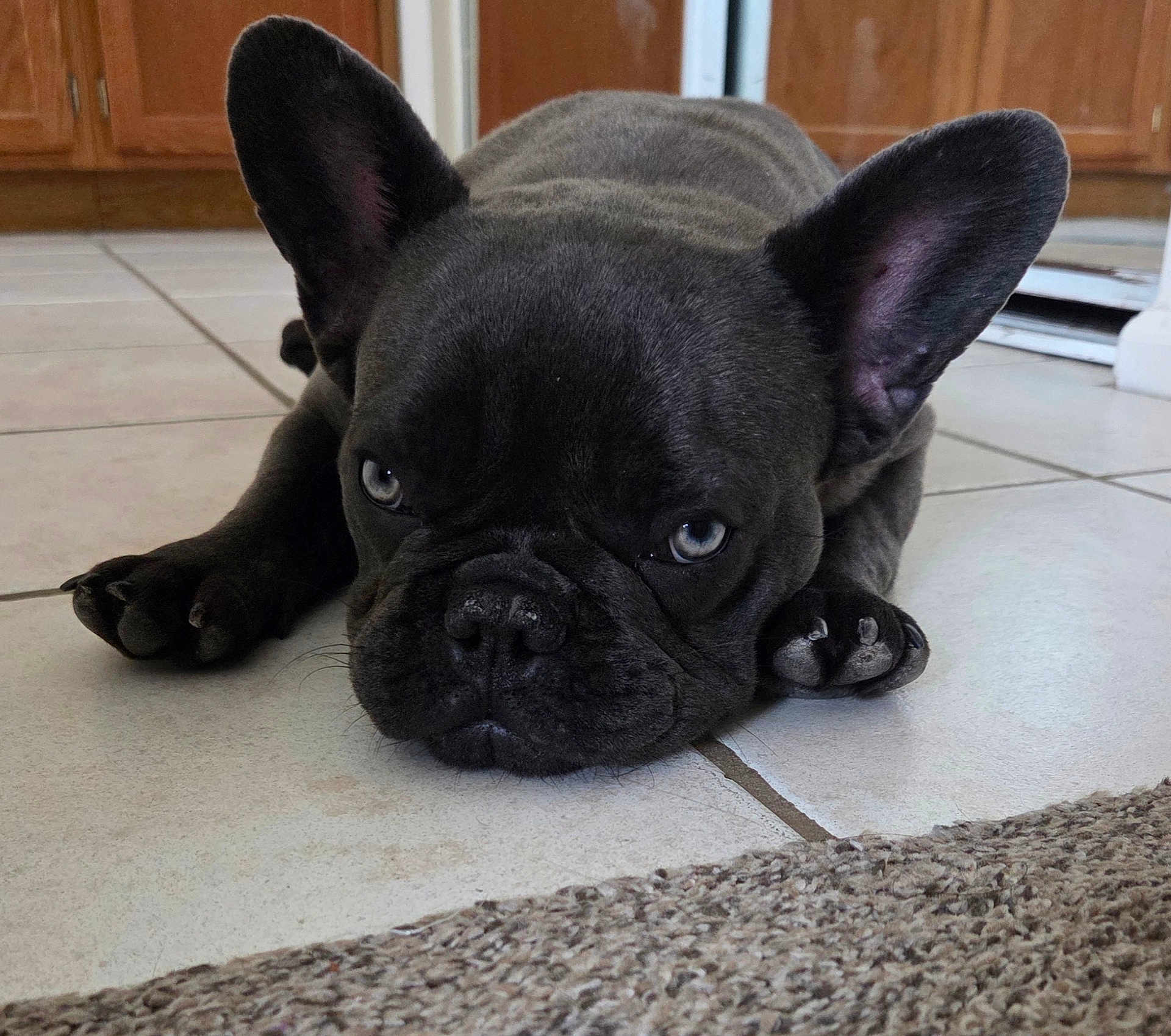 Stitch joined the competition — help win amazing prizes! dog, french_bulldog, black_dog, pet, animal, ears, floor, tile_floor, indoor, closeup, lying_down, resting, cute, ears_up, paws, snout, eyes, muzzle, canine, companion