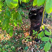 Minette participe au concours pour gagner de l'argent avec cette photo : black_cat, green_eyes, pink_collar, leafy_plants, garden, sunlight, outdoor, foliage, nature, curious, animal, pet, ground, grass, shadows, close_up, daylight, mammal, wildlife, plant_life