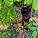 Minette