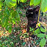 black_cat, green_eyes, pink_collar, leafy_plants, garden, sunlight, outdoor, foliage, nature, curious, animal, pet, ground, grass, shadows, close_up, daylight, mammal, wildlife, plant_life