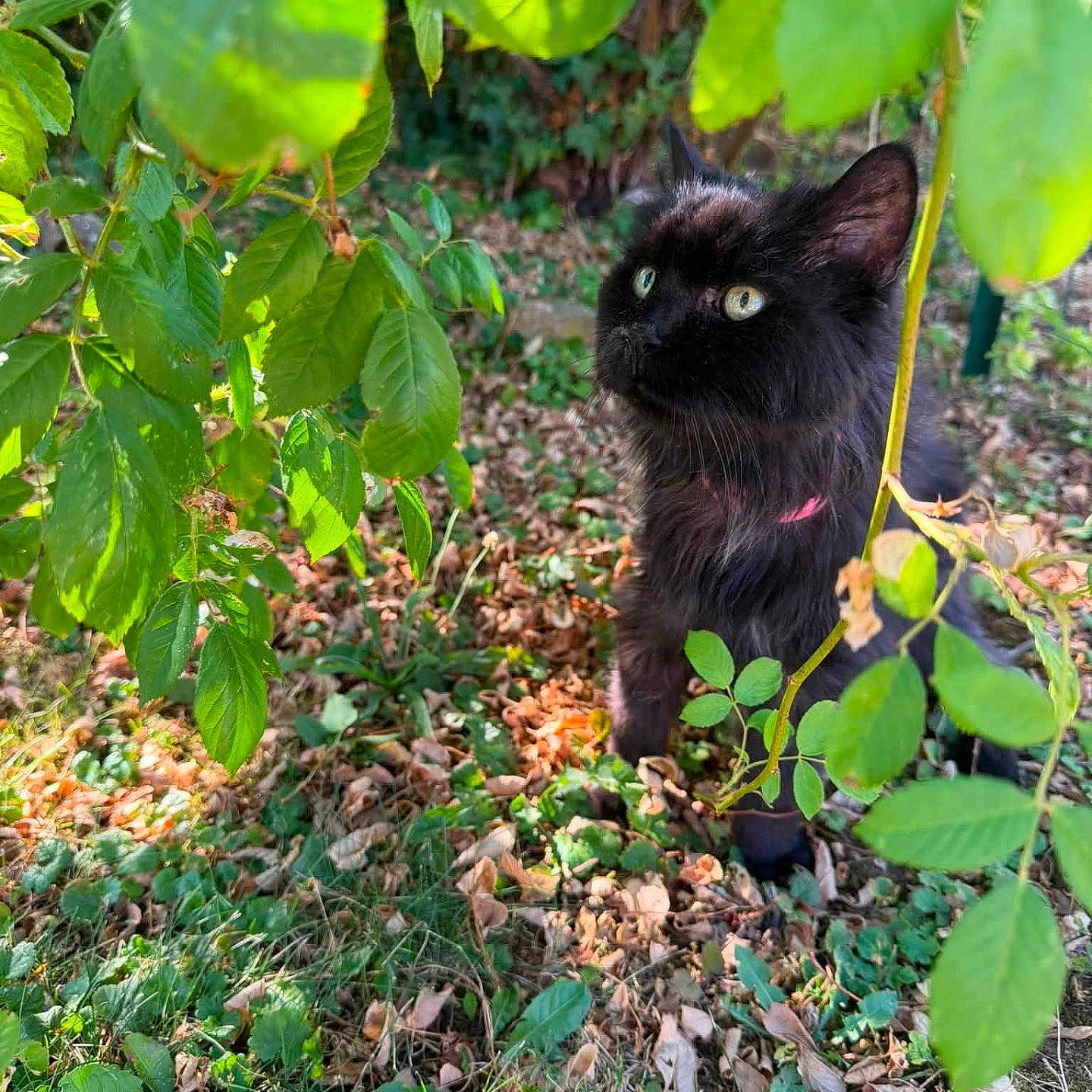 Minette
