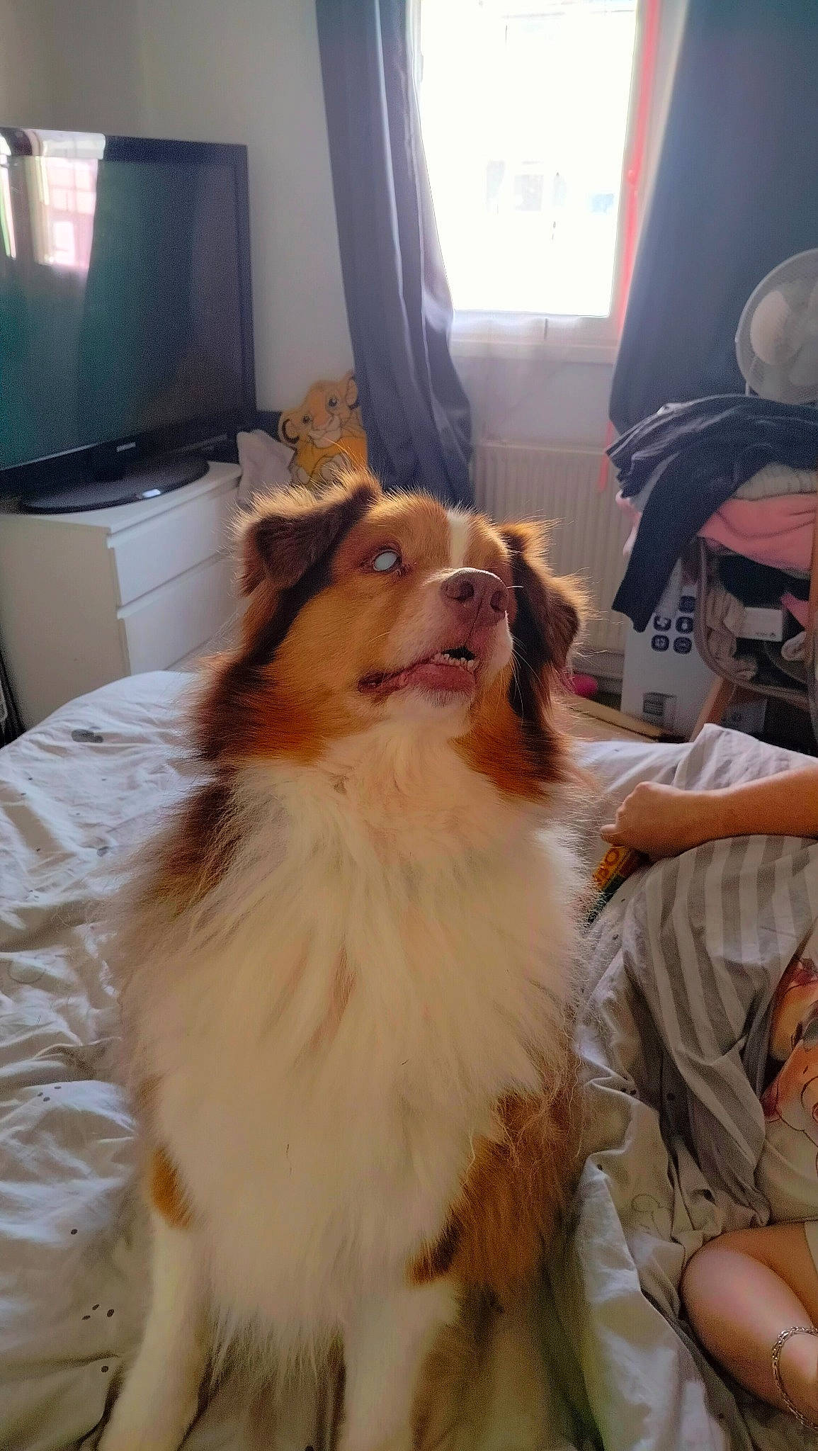 Miky a rejoint le concours — aidez-le/la à gagner de superbes lots ! analog_television, cabinetry, carnivore, collie, companion_dog, curtain, dog, dog_breed, fawn, fur, herding_dog, home_appliance, rough_collie, shetland_sheepdog, snout, sporting_group, television, television_set, whiskers, window