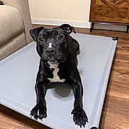 Nico is registered to the contest to win money with this photo: dog, black_dog, pet_bed, indoor, wooden_floor, furniture, couch, cabinet, curious, looking_up, relaxed, canine, animal, domestic, four_legs, ears, snout, eyes, paws, resting