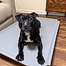 dog, black_dog, pet_bed, indoor, wooden_floor, furniture, couch, cabinet, curious, looking_up, relaxed, canine, animal, domestic, four_legs, ears, snout, eyes, paws, resting