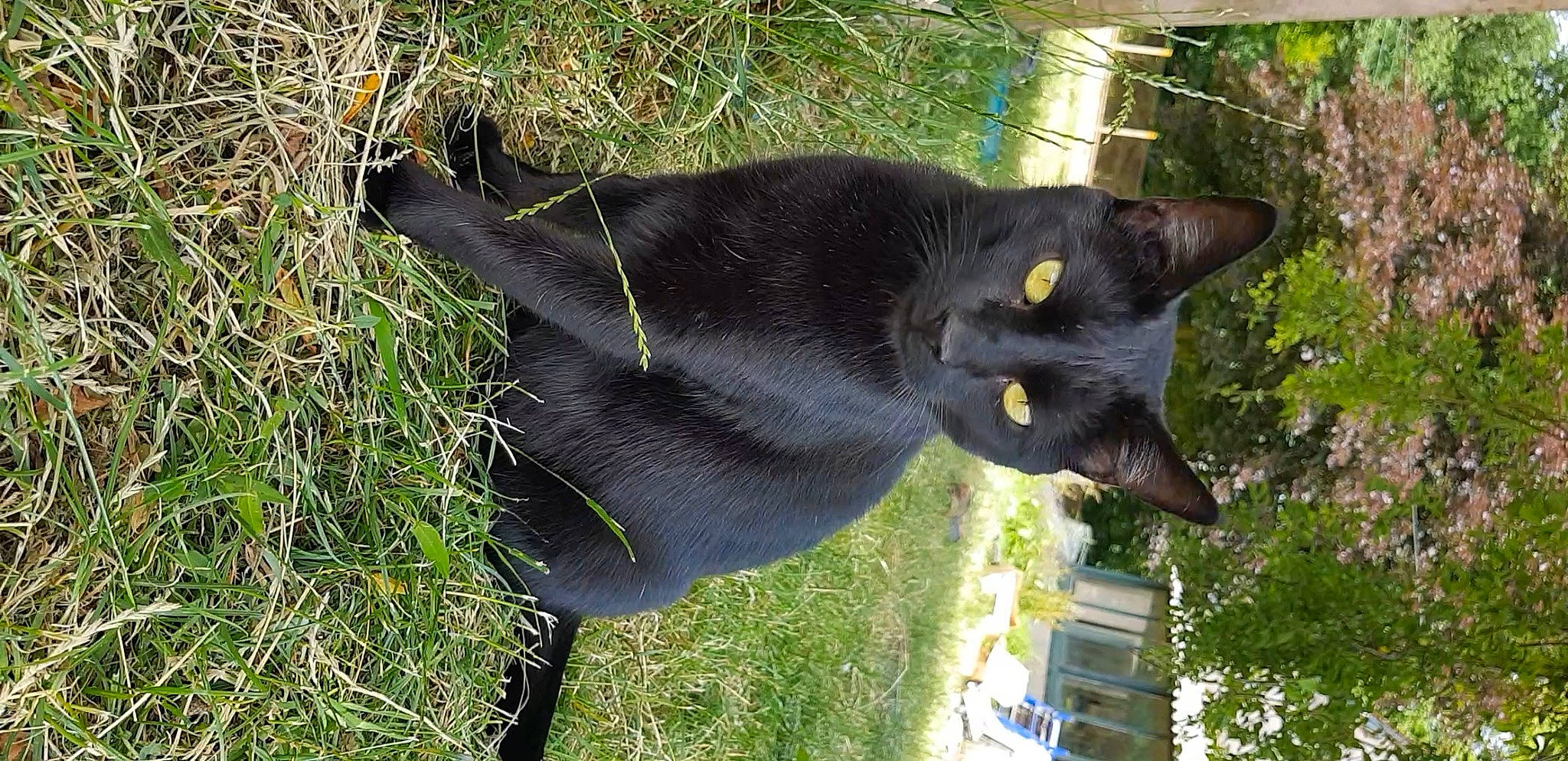 Sangha participe au concours pour gagner de l'argent avec cette photo : black_cat, bombay, carnivore, cat, collar, domestic_short_haired_cat, felidae, flowering_plant, fur, grass, groundcover, plant, small_to_medium_sized_cats, snout, tail, terrestrial_animal, tree, whiskers