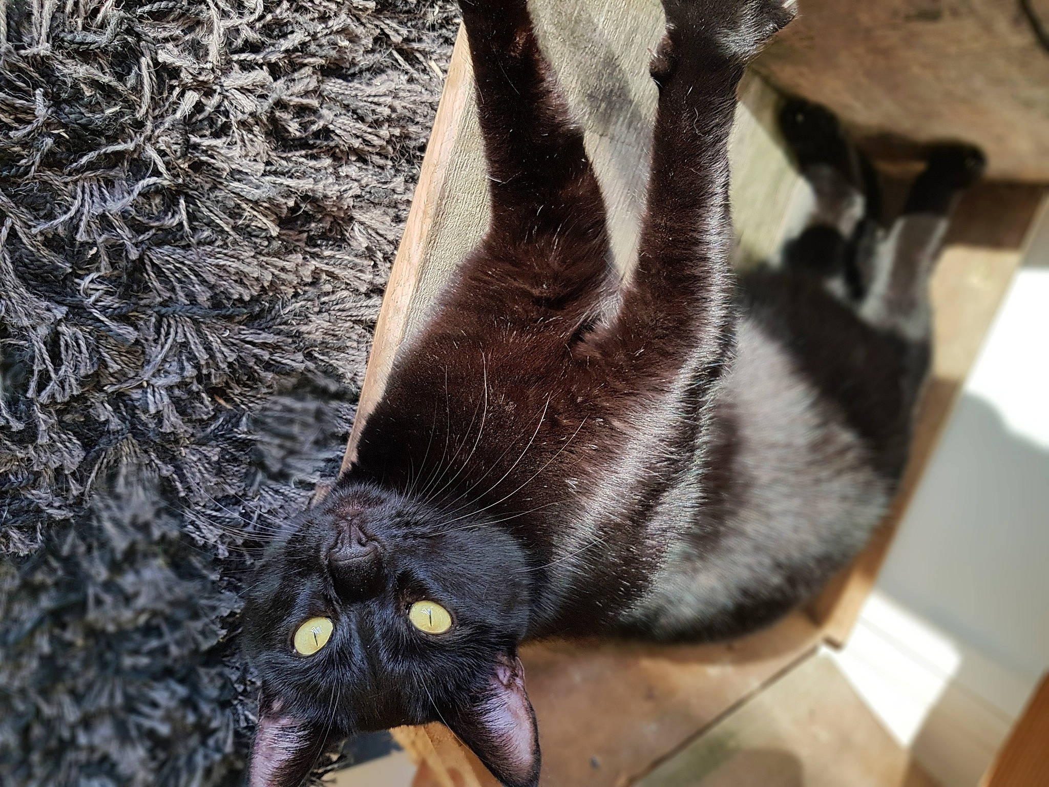 Sangha participe au concours pour gagner de l'argent avec cette photo : black_cat, carnivore, cat, claw, dog_breed, domestic_short_haired_cat, felidae, foot, fur, gesture, human_leg, leg, paw, small_to_medium_sized_cats, snout, tail, terrestrial_animal, whiskers, wood, working_animal