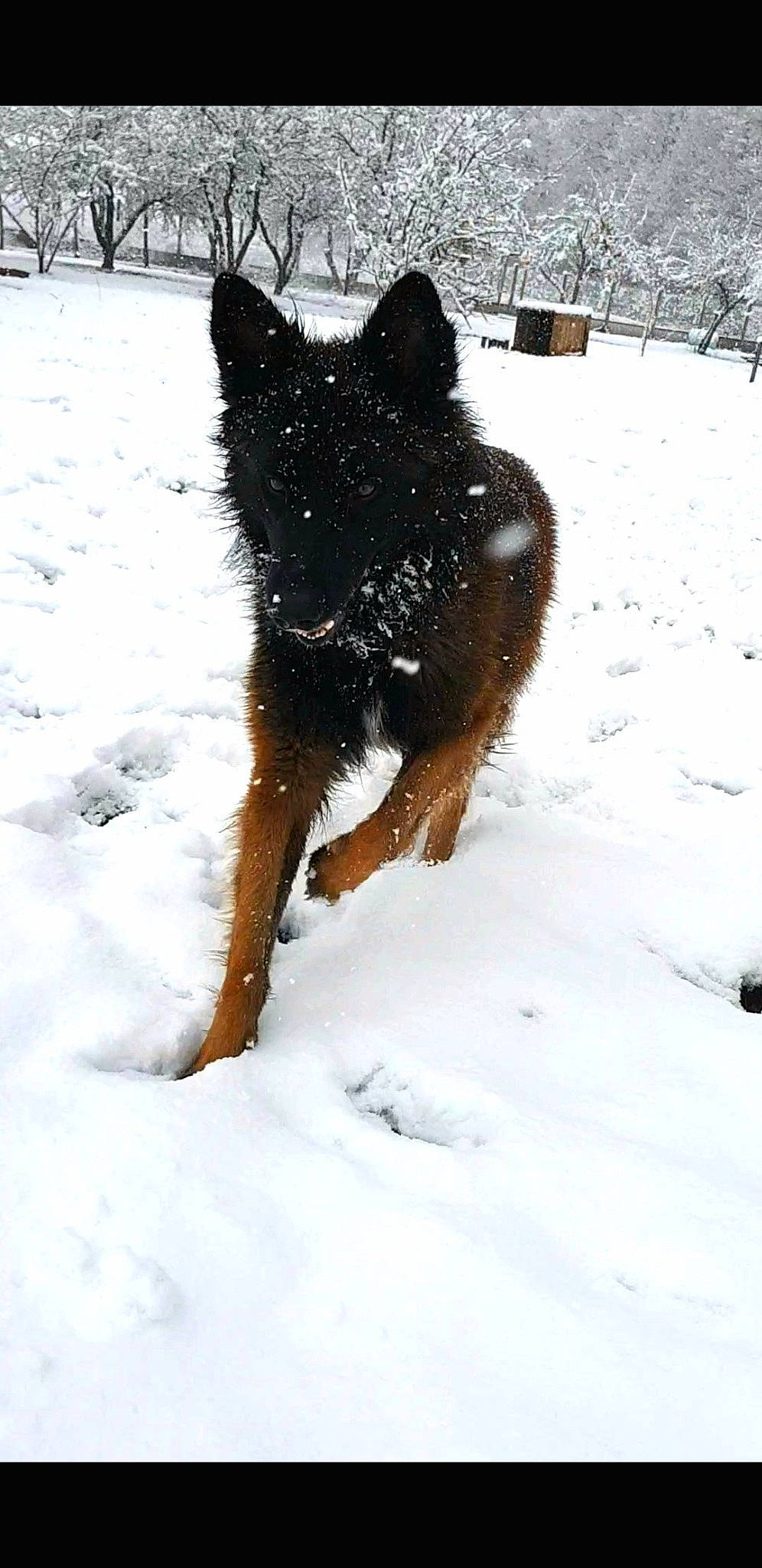 Loky a rejoint le concours — aidez-le/la à gagner de superbes lots ! canidae, carnivore, dog, dog_breed, east_european_shepherd, freezing, fur, geological_phenomenon, german_shepherd_dog, groenendael, guard_dog, herding_dog, old_german_shepherd_dog, snout, snow, sporting_group, tail, terrier, winter, working_animal