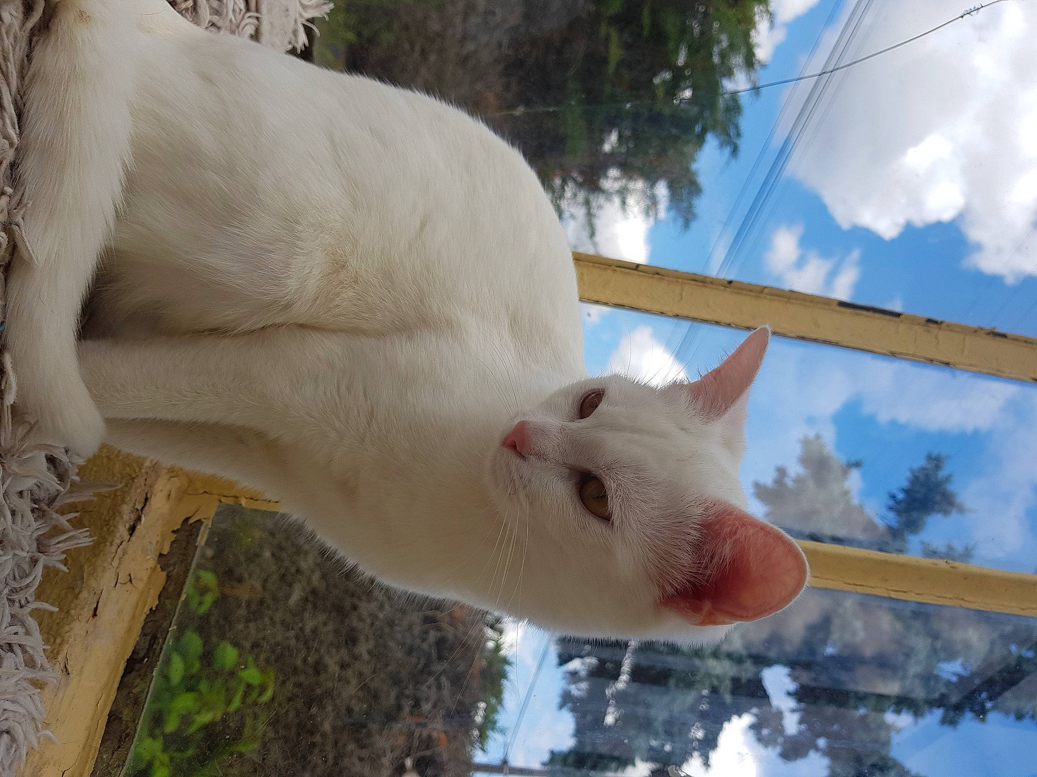 Lallou a rejoint le concours — aidez-le/la à gagner de superbes lots ! bovine, cloud, cockatoo, fawn, fur, goat, goats, human_body, jaw, livestock, nose, sheep, sky, snout, tail, terrestrial_animal, tree, vertebrate, wildlife, wing