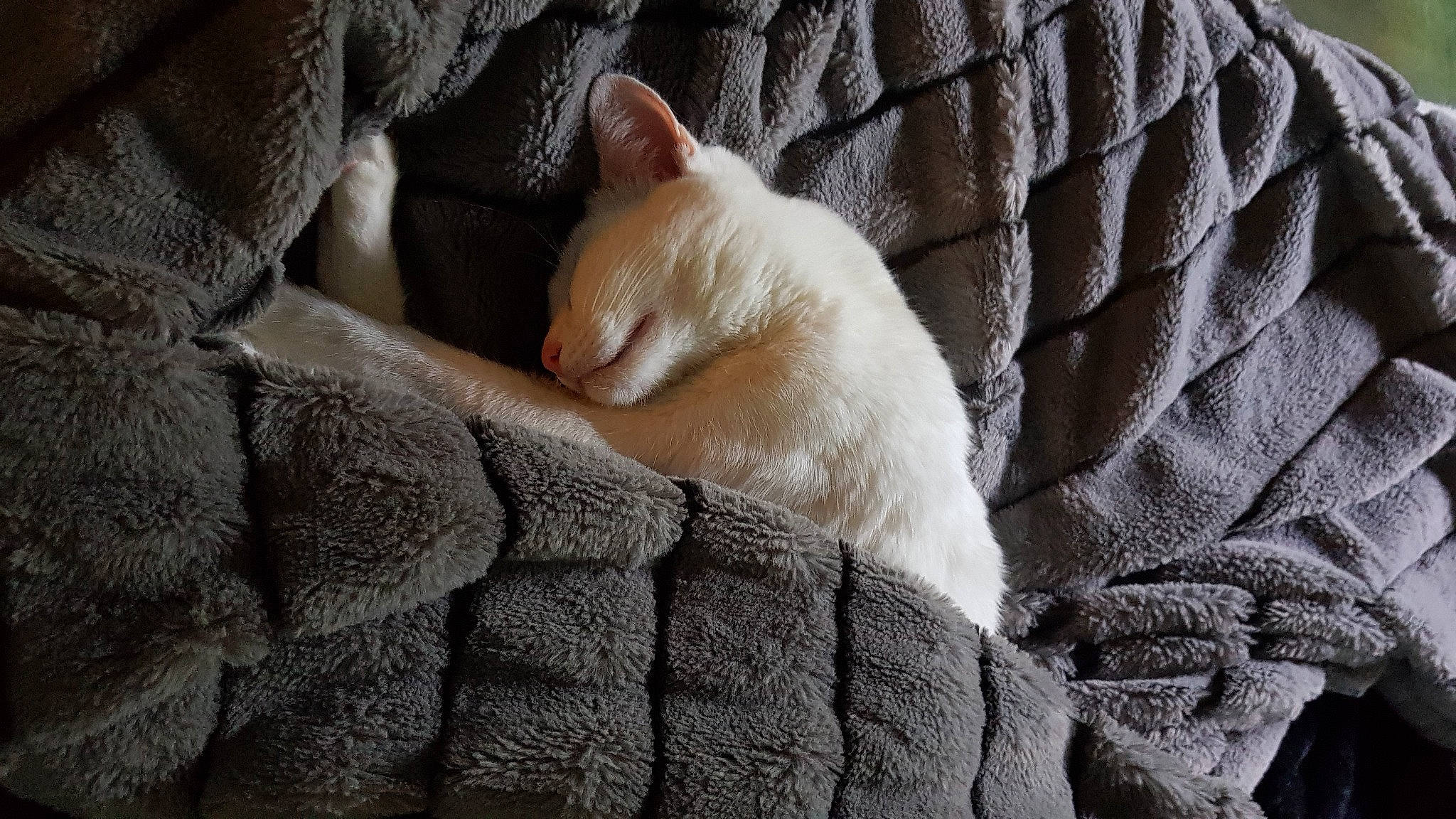 Lallou a rejoint le concours — aidez-le/la à gagner de superbes lots ! carnivore, cat, claw, comfort, couch, domestic_short_haired_cat, fawn, felidae, fur, grey, human_leg, linens, paw, small_to_medium_sized_cats, snout, tail, terrestrial_animal, textile, whiskers, wood