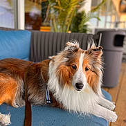 Ziggy is registered to the contest to win money with this photo: dog, shetland_sheepdog, pet, animal, furry, couch, indoor, relaxed, brown, white, blue_couch, leash, fur, ears, face, wood_floor, plant, houseplant, domestic, companion