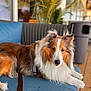 dog, shetland_sheepdog, pet, animal, furry, couch, indoor, relaxed, brown, white, blue_couch, leash, fur, ears, face, wood_floor, plant, houseplant, domestic, companion