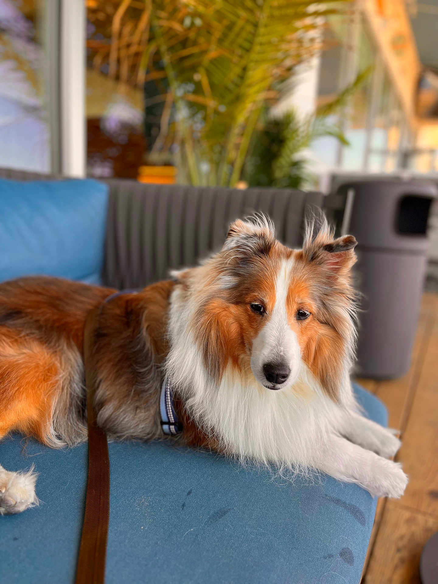 Ziggy is registered to the contest to win money with this photo: dog, shetland_sheepdog, pet, animal, furry, couch, indoor, relaxed, brown, white, blue_couch, leash, fur, ears, face, wood_floor, plant, houseplant, domestic, companion