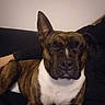 Naika a rejoint le concours — aidez-le/la à gagner de superbes lots ! animal, black, brindle, brown, canine, close_up, companion, couch, dog, domestic, friendly, furniture, indoor, person_partial, pet, portrait, relaxed, sitting, white_chest, winking
