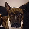 Naika a rejoint le concours — aidez-le/la à gagner de superbes lots ! animal, brindle, brown, canine, close_up, companion, couch, dog, domestic_animal, ear, expression, face, fur, home, indoor, pet, portrait, relaxed, sitting, white_chest