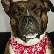 Naika participe au concours pour gagner de l'argent avec cette photo : accessory, animal, bandana, brown, canine, close_up, cute, dog, domestic_animal, ears, expression, face, fashion, fur, indoors, pet, portrait, sitting, snout, white