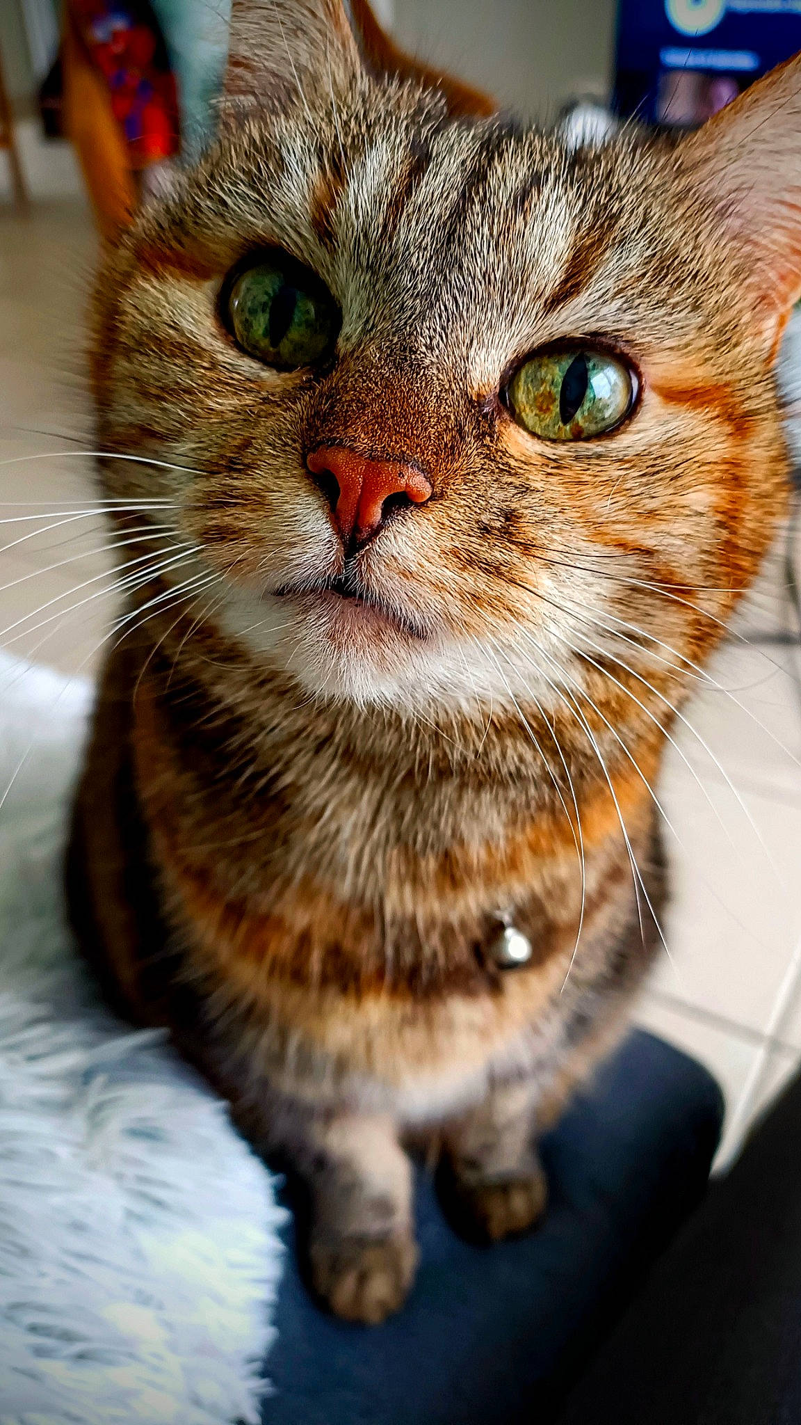 Flèche participe au concours pour gagner de l'argent avec cette photo : carnivore, cat, close_up, domestic_short_haired_cat, felidae, fur, iris, pet_supply, photography, small_to_medium_sized_cats, snout, terrestrial_animal, whiskers