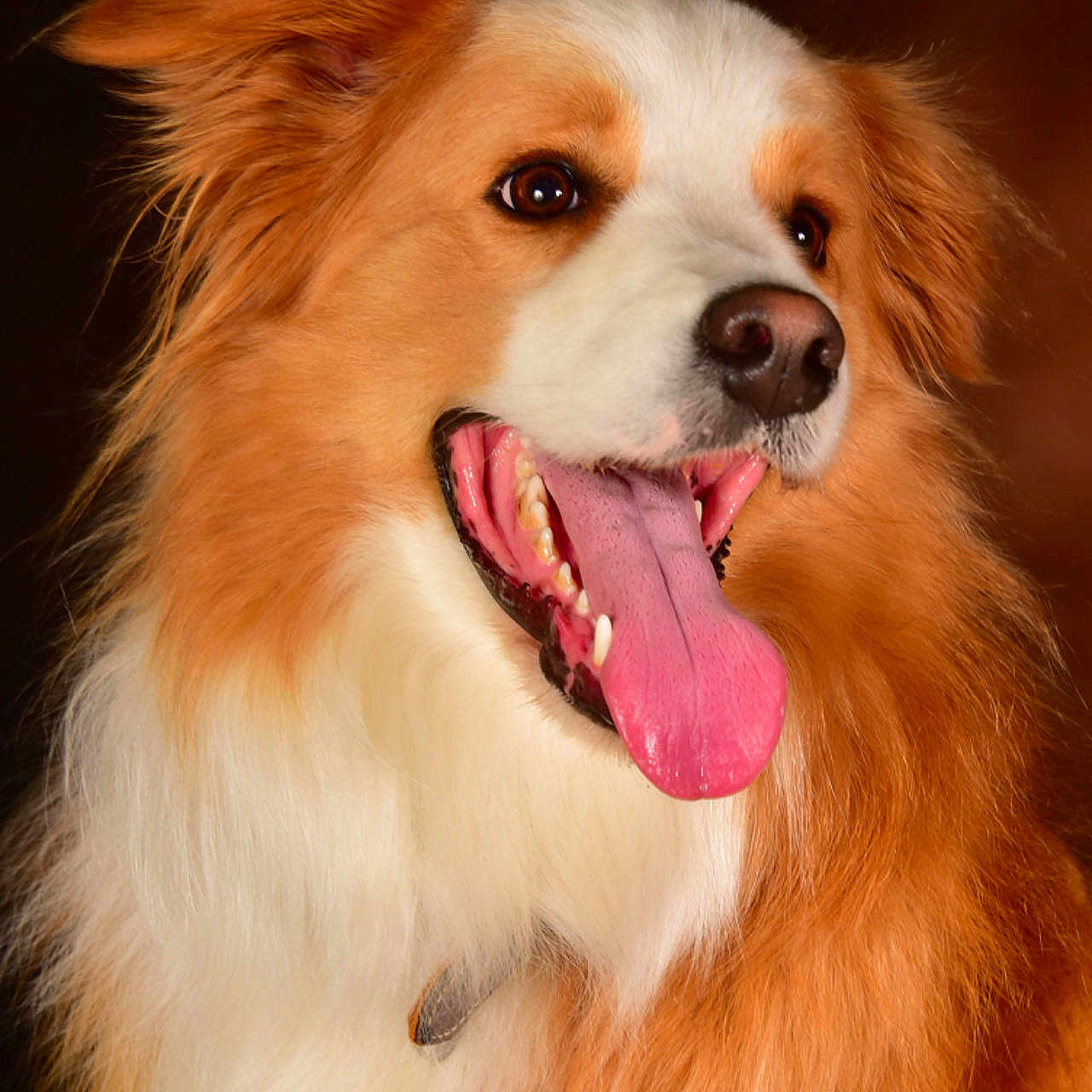 Sonic a rejoint le concours — aidez-le/la à gagner de superbes lots ! animal, bodypart, canine, cockerspaniel, collie, dog, eskimodog, goldenretriever, hound, husky, mouth, papillon, person, pet, puppy, snout, teeth, tongue