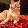 Oria participe au concours pour gagner de l'argent avec cette photo : cat, feline, pet, animal, fluffy, carpet, red_carpet, indoor, fur, whiskers, ears, paws, relaxed, alert, domestic_animal, mammal, cute, closeup, portrait, resting