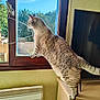 Oria participe au concours pour gagner de l'argent avec cette photo : cat, tabby_cat, window, indoor, furniture, heater, television, curious, sunlight, daylight, looking, standing, cabinet, animal, pet, domestic, wall, nature_outside, resting_paws, side_view