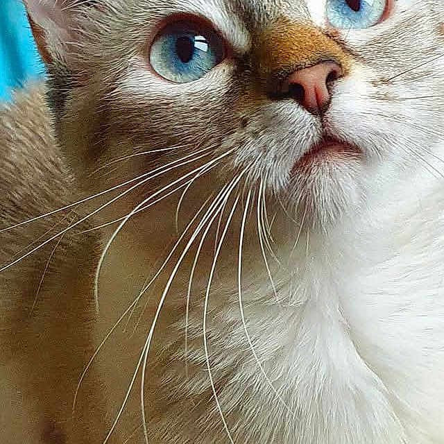Oria a rejoint le concours — aidez-le/la à gagner de superbes lots ! animal, blue_eyes, cat, close_up, curious, cute, domestic_cat, ears, face, feline, fur, indoor, light_brown, looking_up, mammal, nose, pet, portrait, soft_texture, whiskers