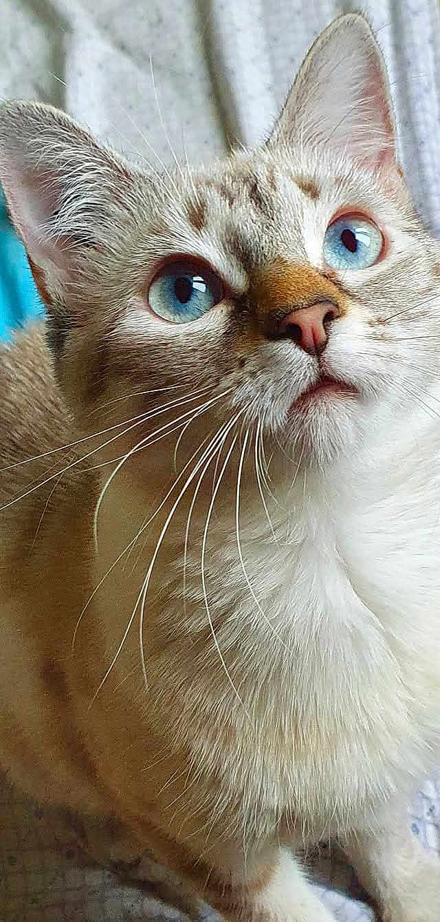 Oria a rejoint le concours — aidez-le/la à gagner de superbes lots ! cat, blue_eyes, whiskers, close_up, fur, pet, animal, looking_up, indoor, cute, portrait, mammal, feline, domestic_cat, soft_texture, ears, nose, face, curious, light_brown