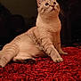 cat, cream_colored, blue_eyes, fluffy, shaggy_carpet, red_carpet, indoor, pet, curious, relaxed, whiskers, paw, feline, animal, mammal, cute, domestic_cat, looking_up, resting, cozy