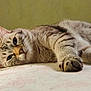 cat, tabby, lying_down, relaxed, close_up, whiskers, fur, paw, indoor, pet, animal, striped, face, ears, sleepy, soft_surface, calm, domestic_cat, mammal, cute