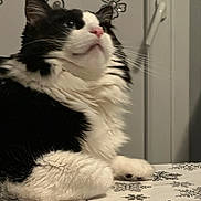 Nala a rejoint le concours — aidez-le/la à gagner de superbes lots ! cat, tuxedo_cat, black_and_white, whiskers, fur, paw, closeup, portrait, pet, domestic_animal, table, tablecloth, snowflake_pattern, indoor, window_handle, floral_decal, curious, nose, sitting, long_fur