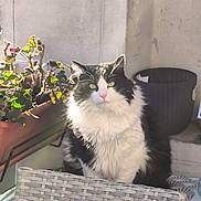 Nala a rejoint le concours — aidez-le/la à gagner de superbes lots ! animal, cat, chair, cookware, flower, flowerarrangement, furniture, geranium, herbs, jar, kitten, leaf, manx, pet, plant, planter, pot, pottedplant, pottery, vase