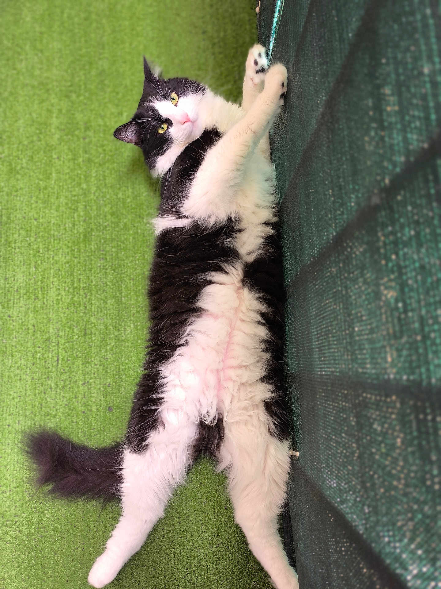 Nala