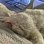 cat, white_cat, fluffy, sleeping, blanket, cozy, indoor, pet, fur, ear, paw, close_up, bedding, soft_texture, relaxed, domestic_animal, home_interior, shallow_depth, chair, stool
