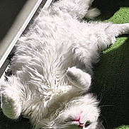 Winnie a rejoint le concours — aidez-le/la à gagner de superbes lots ! cat, white_cat, fluffy, sleeping, sunbeam, belly_up, pink_nose, whiskers, paw, fur, relaxed, cozy, indoor, carpet, green_background, nap, portrait, close_up, pet, sunlight