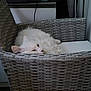 cat, white_cat, wicker_chair, cushion, indoor, pet, fur, sleepy, lounging, furniture, basket_weave, ear, paw, resting, cozy, home_interior, relax, portrait, seat, domestic